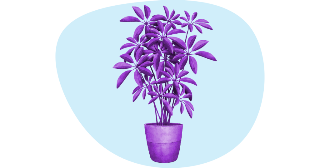 Improve Small Business Mental Health with Plants 12 An illustration of a Pachira plant on a pot