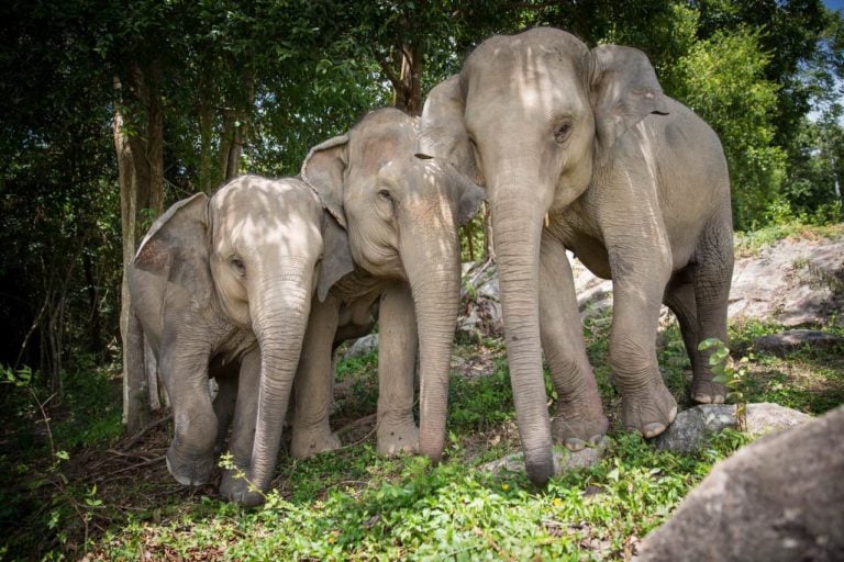 Samui Elephant Haveni 4 768x512