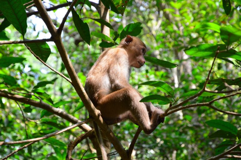 Erawan National Park 1 768x511
