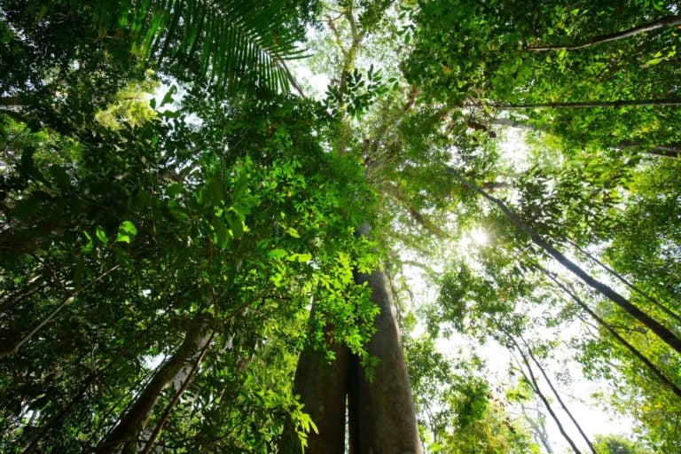 Khao Yai National Park 768x512