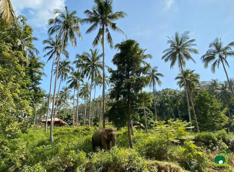 Samui Elephant Sanctuary Chaweng Noi 3 768x565