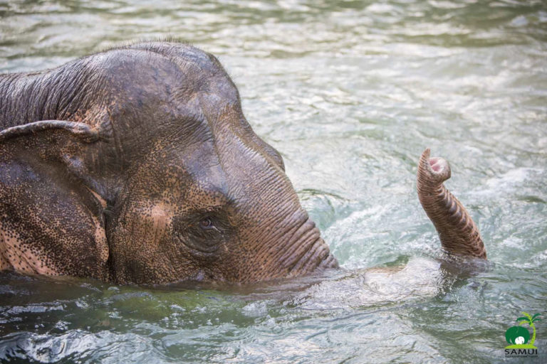 Samui Elephant Sanctuary Chaweng Noi 1 768x512
