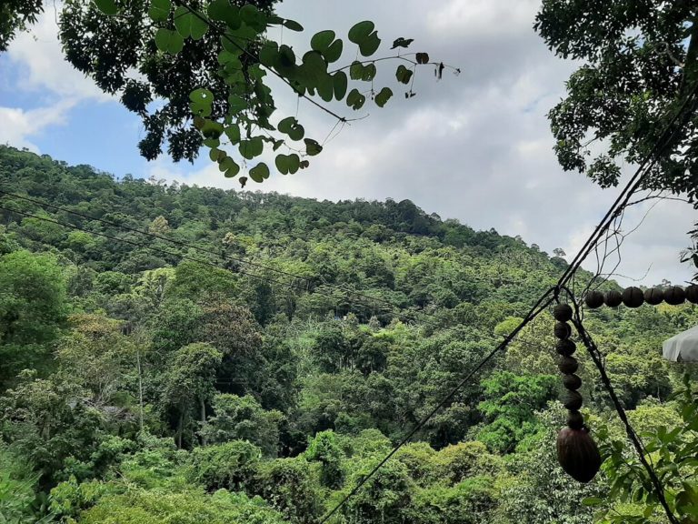tree bridge coffee tree bridge coffee