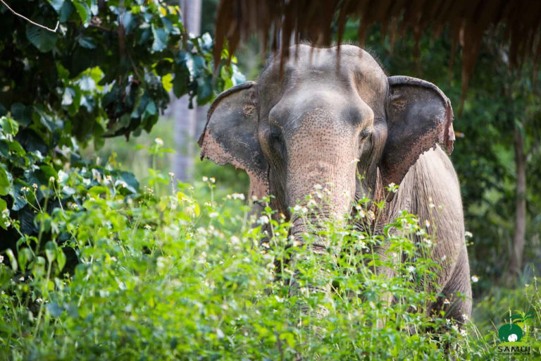 Samui Elephant Sanctuary Chaweng Noi 2 768x512