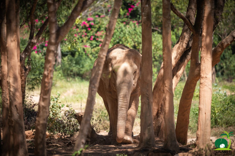 Samui Elephant Sanctuary Bophut 1 768x512