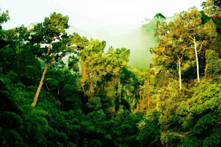 Khao Sok National Park 9 768x512