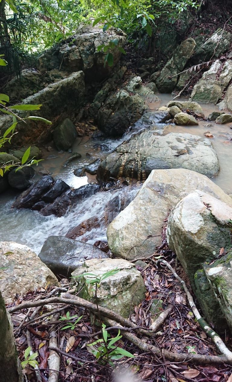 tree bridge coffee tree bridge coffee