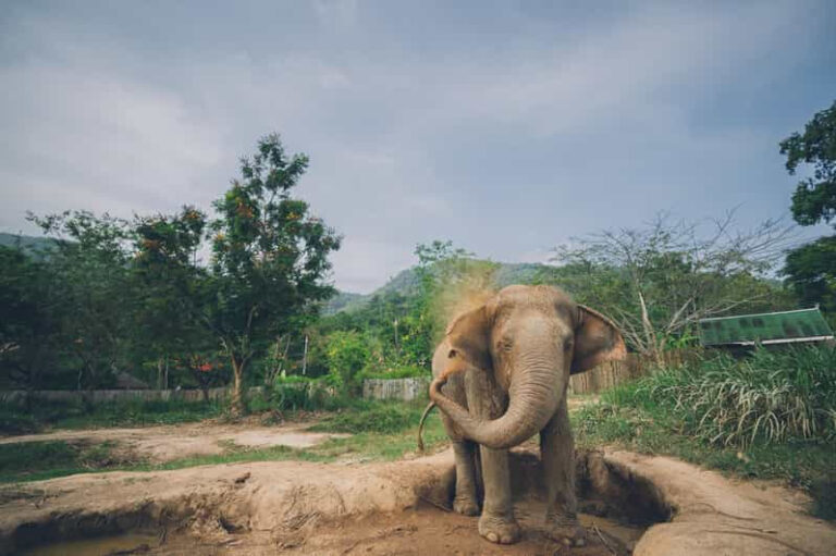 Half day tour Elephant Kingdom Sactuary Samui 8 2 768x511