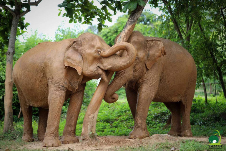 Samui Elephant Sanctuary Bophut 3 768x512