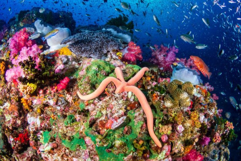 Mu Ko Surin National Park 1 768x512