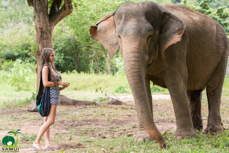 Samui Elephant Sanctuary Bophut 5 768x512