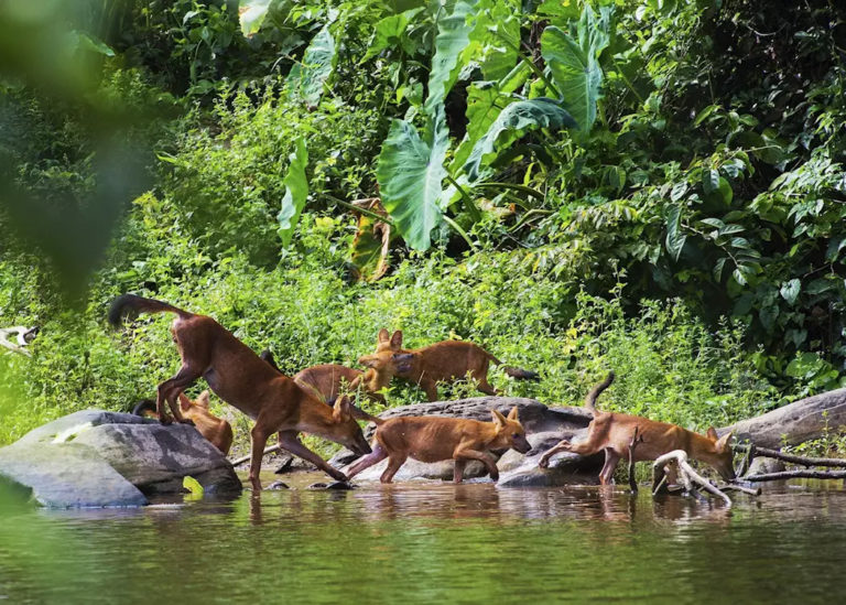Khao Yai National Park 4 768x549