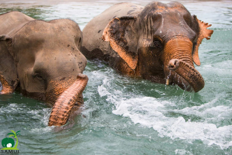 Samui Elephant Sanctuary Bophut 4 768x512