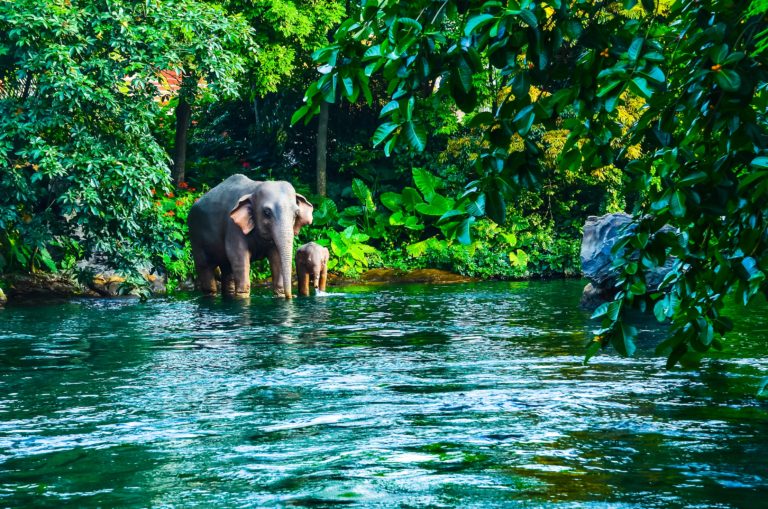 Khao Yai National Park 7 768x509