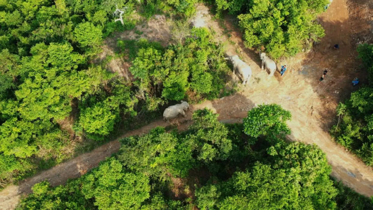 Samui Elephant Haveni 2 768x432