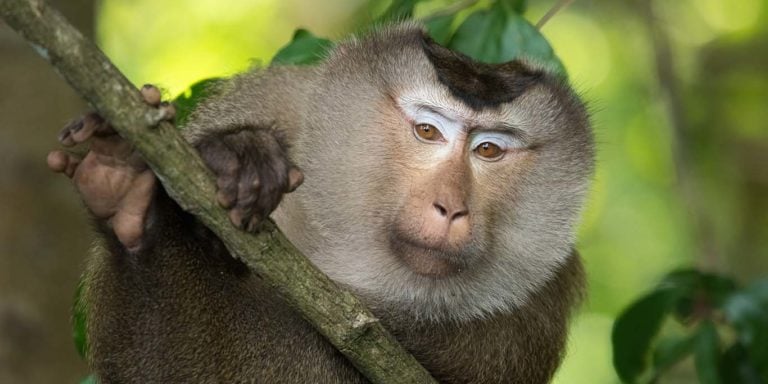 Khao Yai National Park 3 768x384