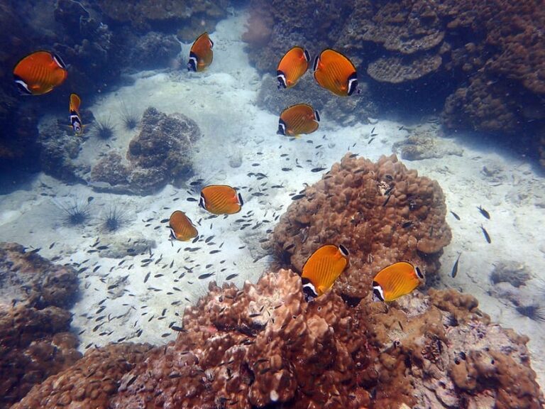 Semi Private Ang Thong Marine Park Sunset Tour 10 768x576