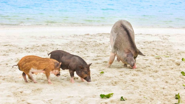 Koh Mudsum Pig Island 8 768x432