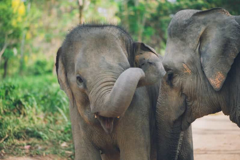 Half day tour Elephant Kingdom Sactuary Samui 7 1 768x512