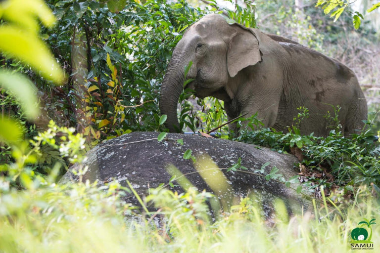 Samui Elephant Sanctuary Chaweng Noi 6 768x512
