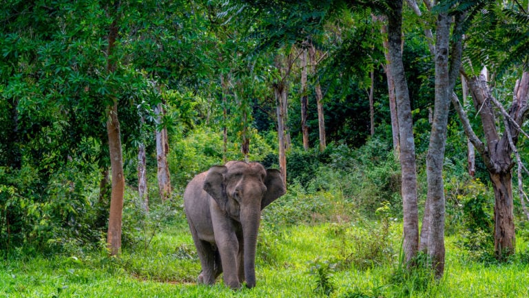 Kui Buri National Park 2 768x432
