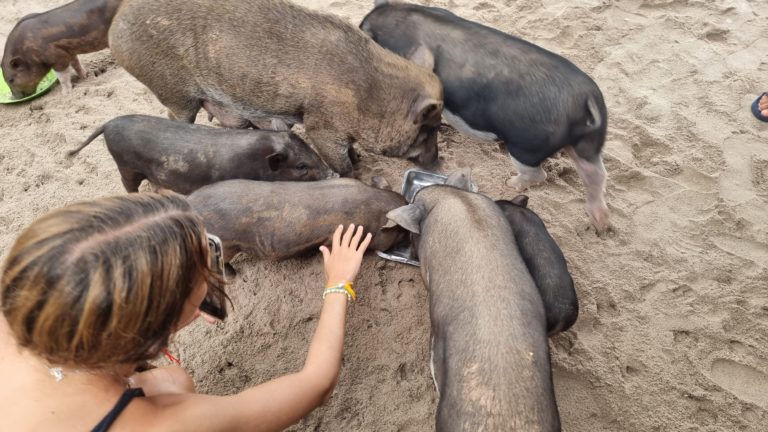 Koh Mudsum Pig Island 6 768x432