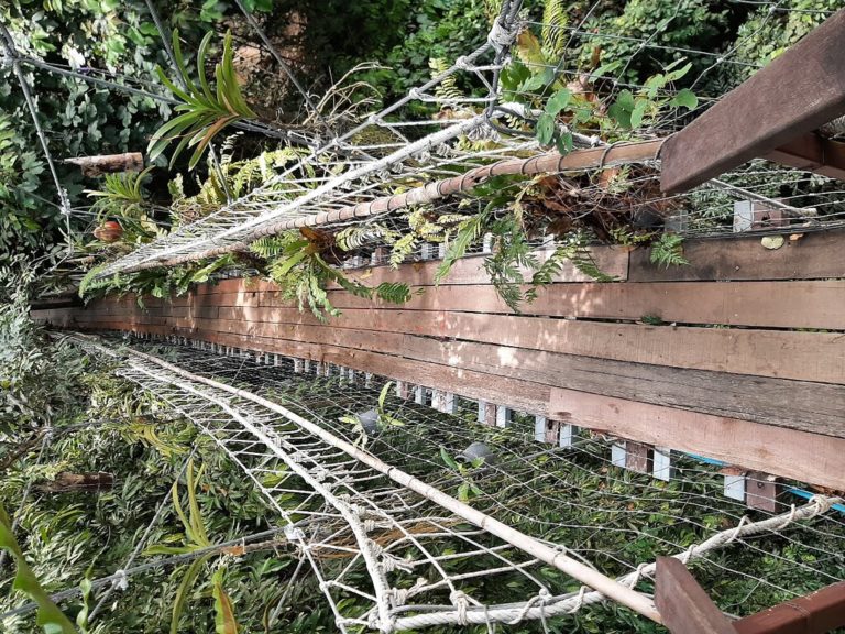 tree bridge coffee tree bridge coffee