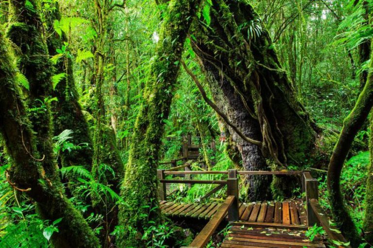 Doi Inthanon National Park 6 768x511