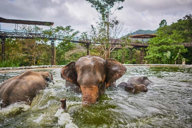 Half day tour Elephant Kingdom Sactuary Samui 6 1 768x512