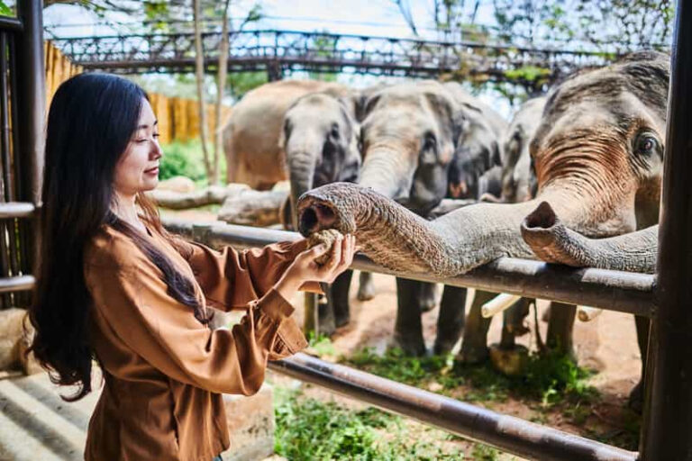 Half day tour Elephant Kingdom Sactuary Samui 4 1 768x512