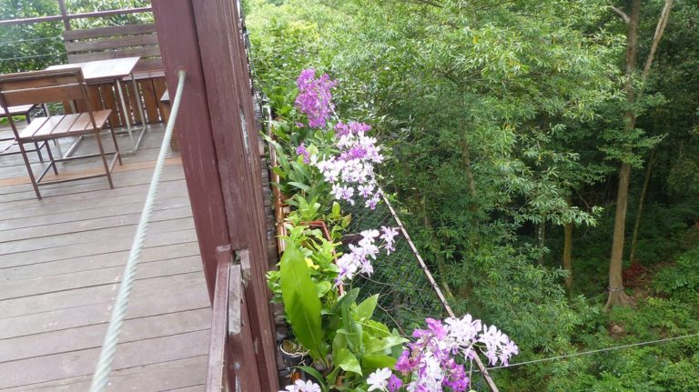 tree bridge coffee tree bridge coffee