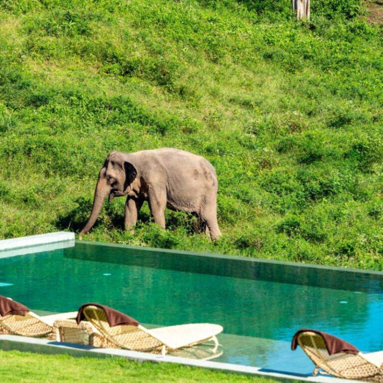 Wild Child Organic Kitchen Koh Samui 2 1 768x768