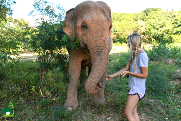Samui Elephant Sanctuary Bophut 7 768x512
