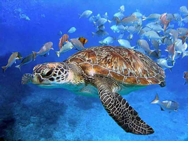 Mu Ko Surin National Park 2 768x576