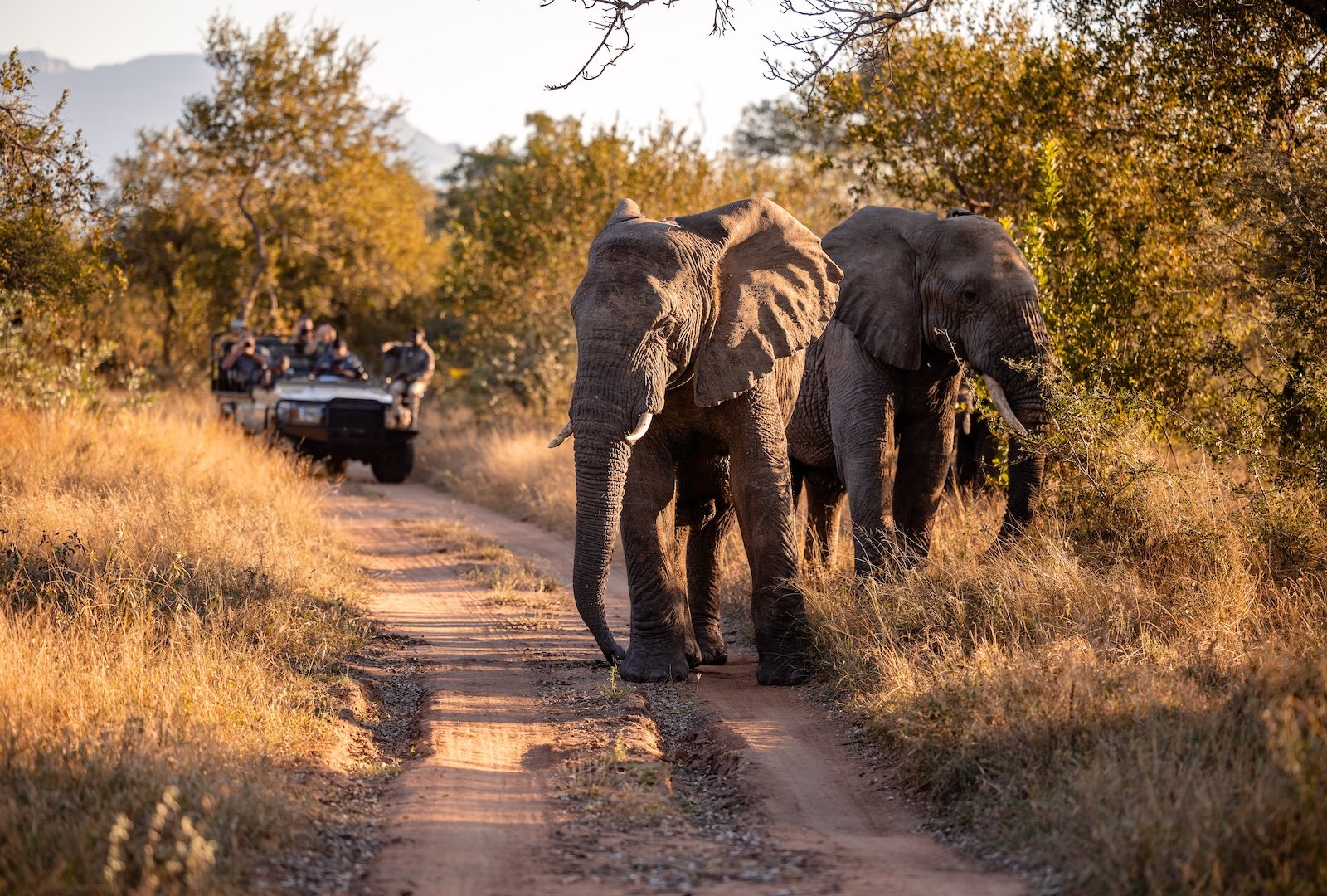 Kapama Wildlife game drive elephants