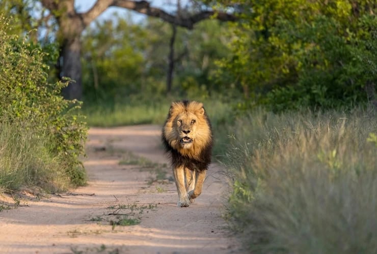 Kapama-River-Lodge-wildlife-Lion Kapama River Lodge wildlife Lion