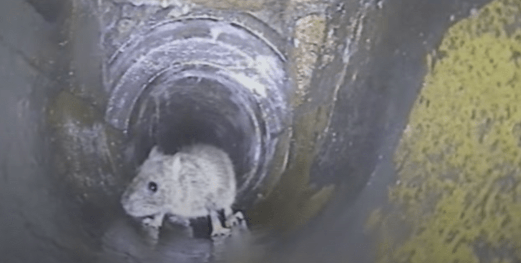 Combatting Rat Infestations with CCTV Drain Inspections e1731206678918
