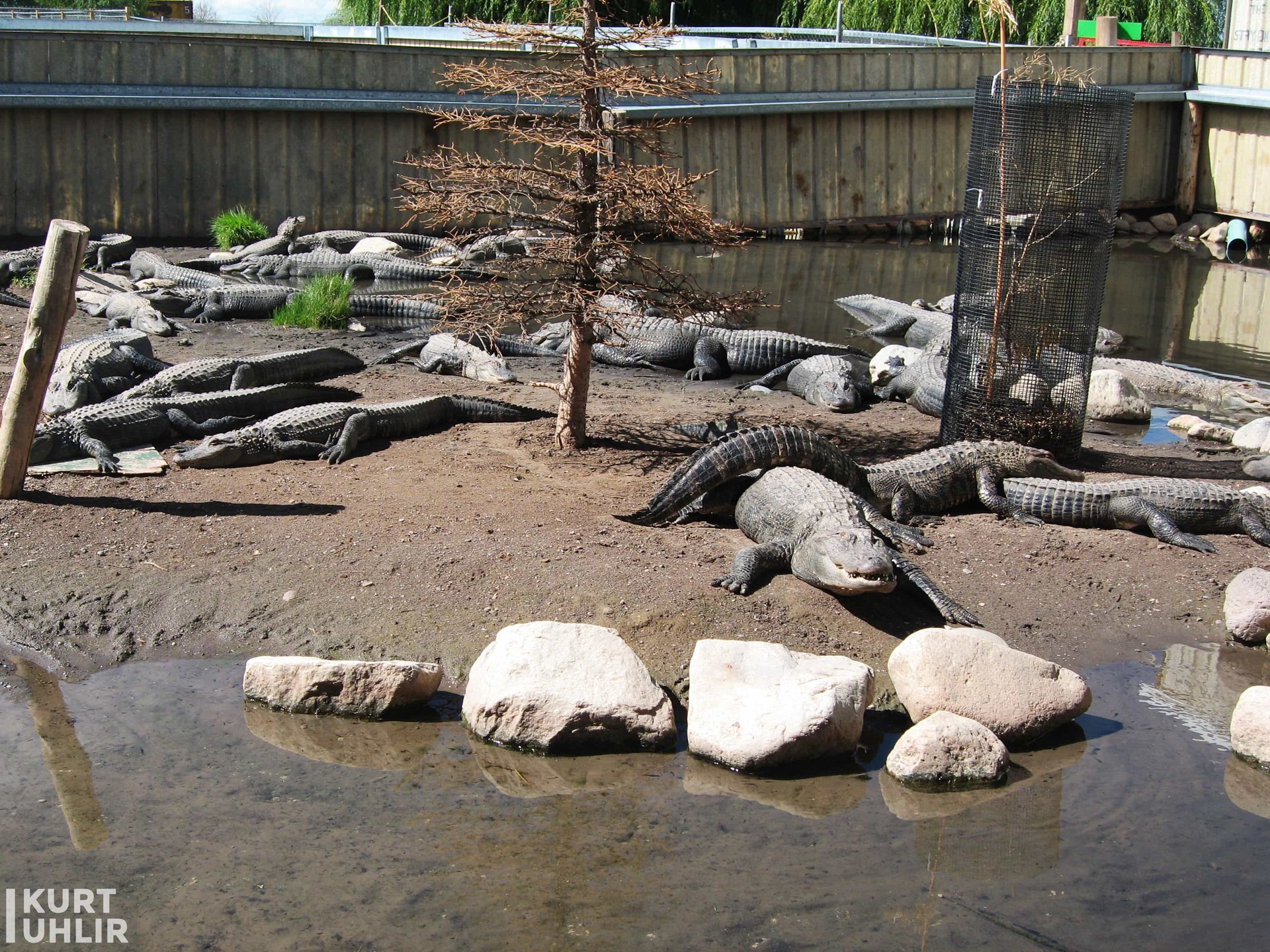 Kurt Uhlir at pond before alligator handling Kurt Uhlir at pond before alligator handling