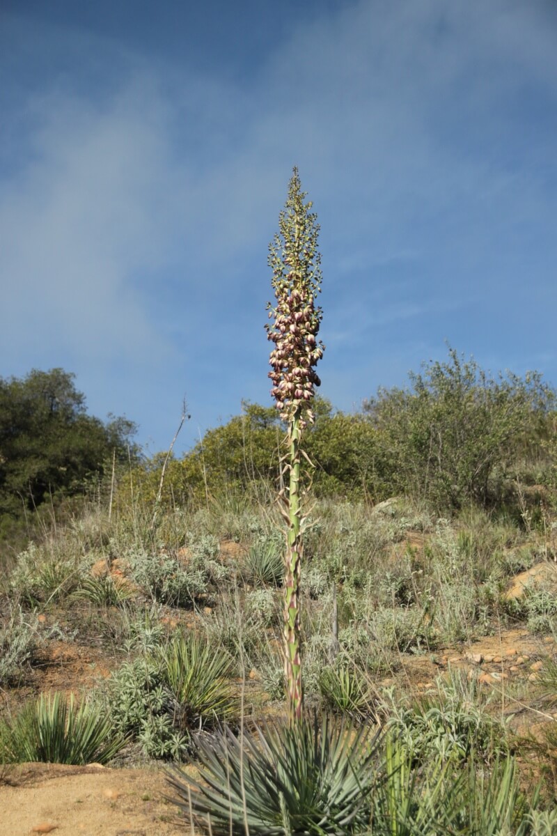 Mt.Woodsonのポテトチップロック(Potate Chip Rock)が奏でる奇異な魅力に迫る! 4 Flower