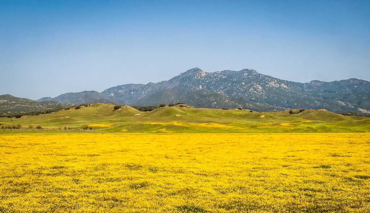 アンザボレゴ砂漠公園が織りなす自然の美しさとアクティビティの魅力 2 anza-borrego