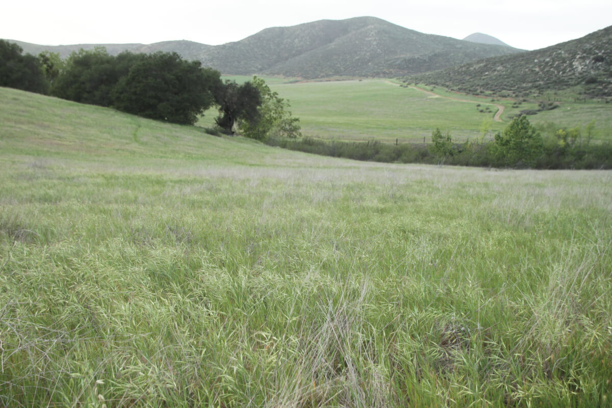身近に自然を楽しめるオタイ―・オープン・スペース保護区 6 Hollenbeck Canyon