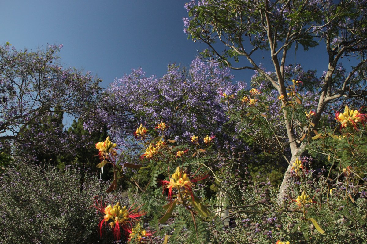 San Diego Access Attractions|サンディエゴ好き必見!アクセス手段と魅力ポイントに迫る 3 hanas