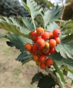 Whitebeam Trees (Sorbus Aria Lutescens)