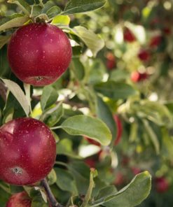 Apple Trees