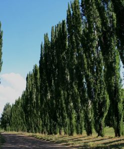 Alternative view of Poplar (Populus)