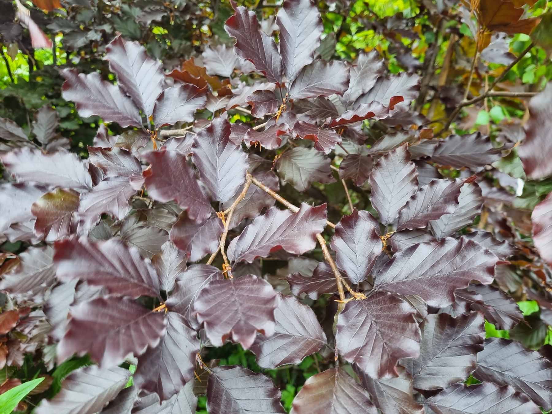 Copper Beech Hedges (Fagus Sylvatica Purpurea) - Image 2