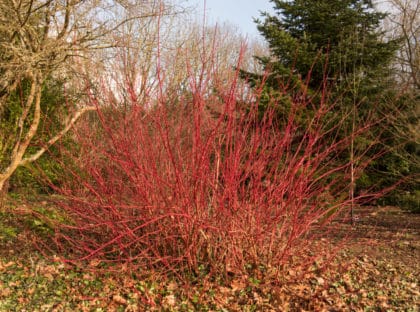 Dogwood Hedges