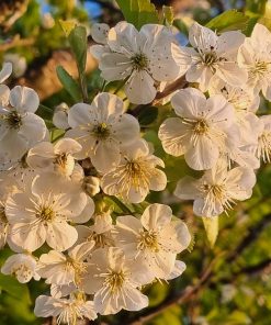 Blackthorn Bush (Prunus Spinosa)