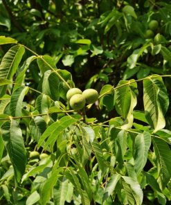 Walnut Trees (Juglans Regia)