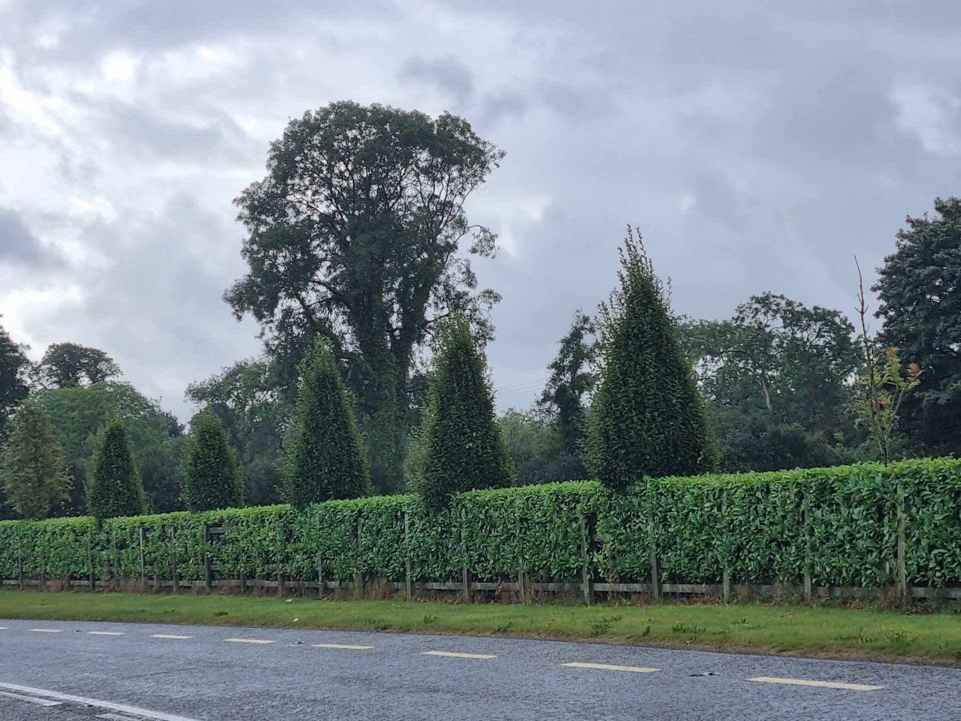 upright hornbeam